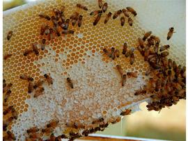  Bees actively capping honey-filled cells; photo by Don Hankins, Flickr (CC BY 2.0)
